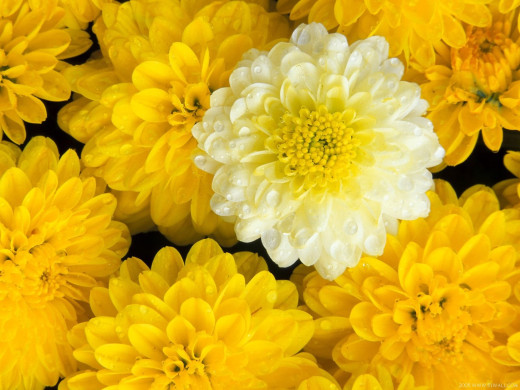 419615 (a): :1600x1200